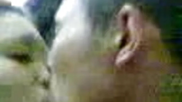 Cute babe Casey passionately fucks უცნობებს ტყეში